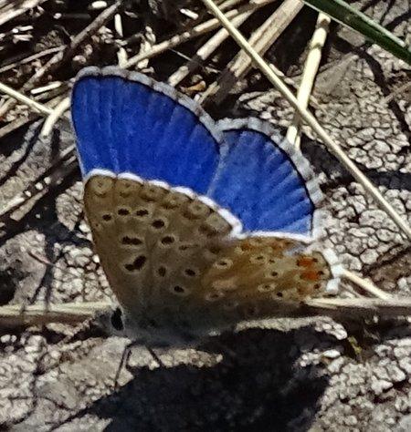 Réf. 213 843 : Polyommatus bellargus